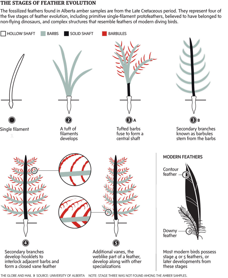 Evolution of Feathers
