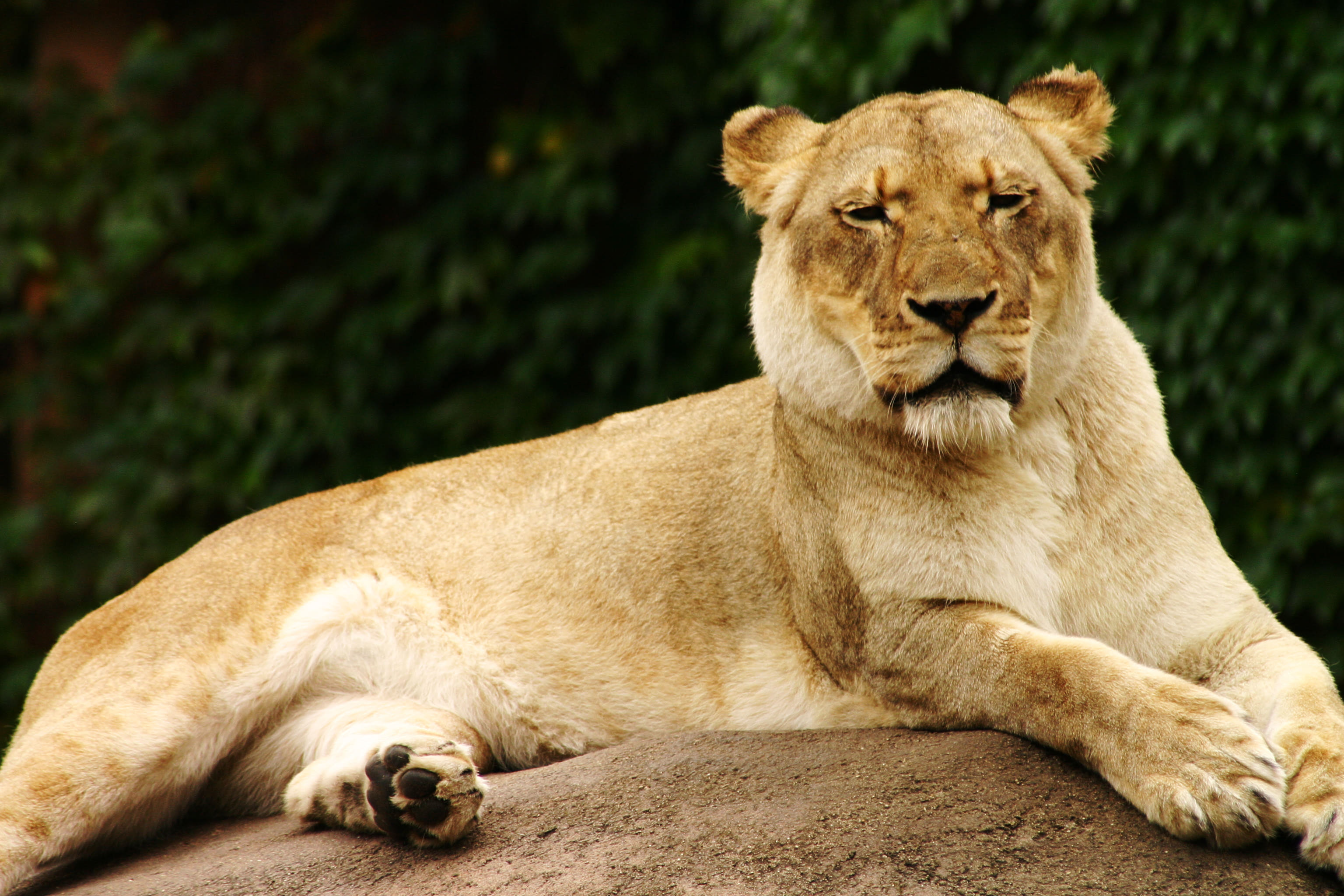 female-lion-images-photos